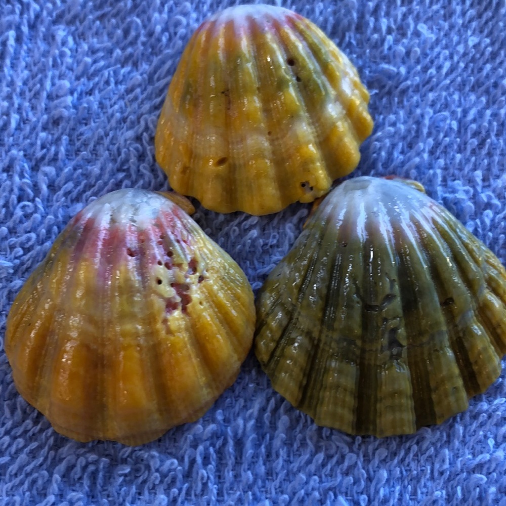 Shells from Maui